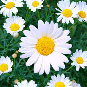 Meet your Posher, Rikiya